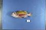 Anthias woodsi Anderson & Heemstra