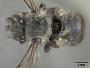Anthidium atricaudum