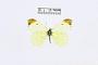Anthocharis ellena