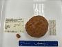 Anthomastus grandiflorus