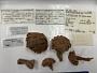 Anthomastus japonicus
