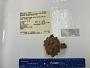 Anthomastus japonicus