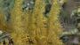 Anthothela sp.