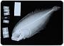 Anticitharus debilis Gilbert