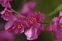 Antigonon leptopus Hook. & Arn.