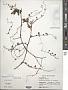 Antigonon leptopus Hook. & Arn.