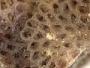 Antropora sp.