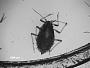Anuraphis debilicornis