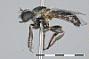 Anypodetus leucothrix