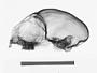 Aotus griseimembra