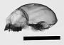 Aotus trivirgatus