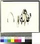 Apalone ferox