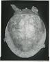 Apalone spinifera aspera