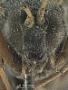Apechthis orbitalis