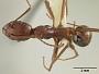 Aphaenogaster sonorae