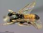 Aphanius lenis