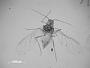 Aphis acrita
