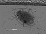 Aphis asterensis