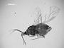 Aphis chipetae