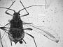 Aphis cnici