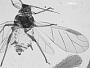 Aphis crassicauda