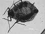 Aphis fraserae