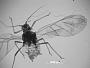 Aphis hamamelidis