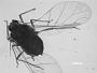 Aphis pawneepae