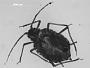 Aphis penstemonicola