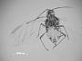 Aphis pentstemonis