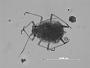 Aphis phaceliae