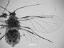 Aphis pulverulens