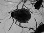 Aphis rociadae