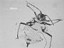 Aphis steviae