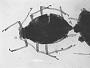 Aphis theobaldi