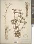 Apiastrum angustifolium Nutt.