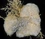 Aplidium californicum