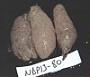 Aplidium radiatum