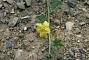 Apodanthera undulata A. Gray
