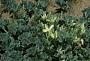 Apodanthera undulata A. Gray