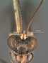 Apophysius bakeri