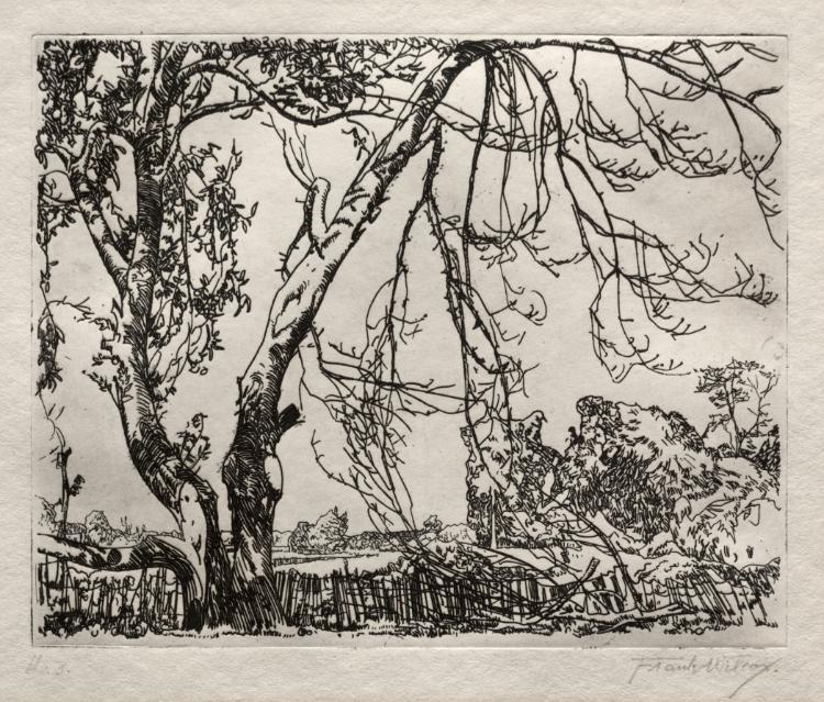 Apple Tree