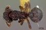 Apsychomyrmex myops