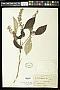 Arachnothryx buddleioides (Benth.) Planch.