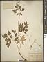 Aralia hispida Vent.