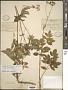 Aralia hispida Vent.