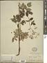 Aralia hispida Vent.