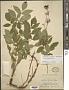 Aralia hispida Vent.