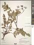 Aralia hispida Vent.