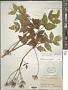 Aralia hispida Vent.